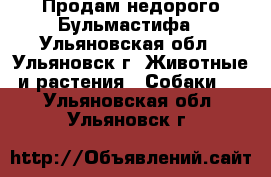 Продам недорого Бульмастифа - Ульяновская обл., Ульяновск г. Животные и растения » Собаки   . Ульяновская обл.,Ульяновск г.